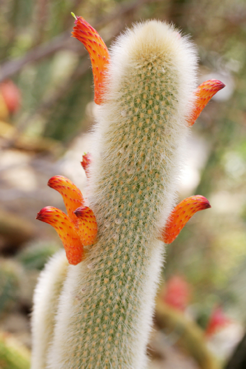 Cleistocactus brookeae