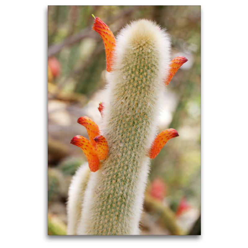 Cleistocactus brookeae