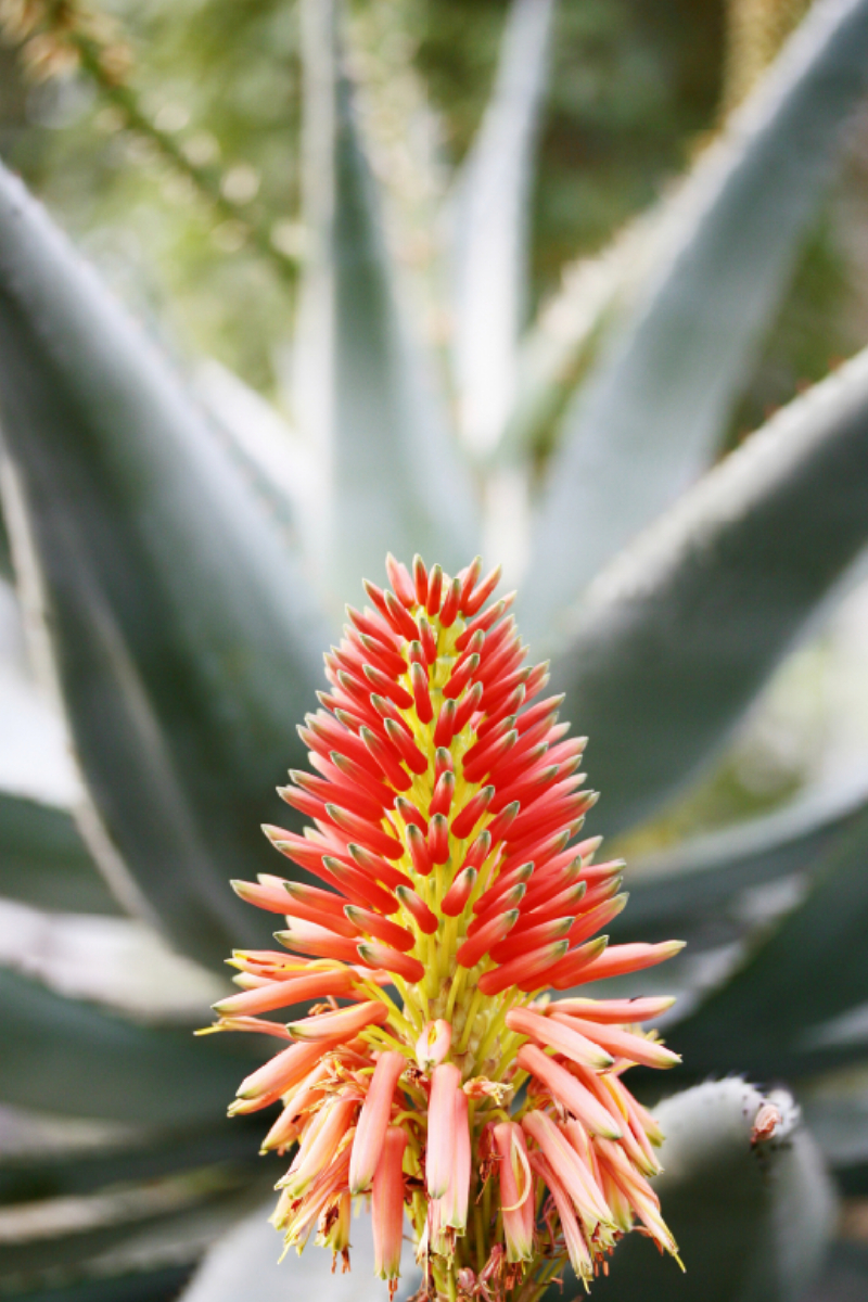 Aloe