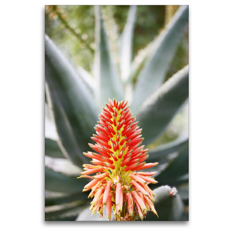 Aloe