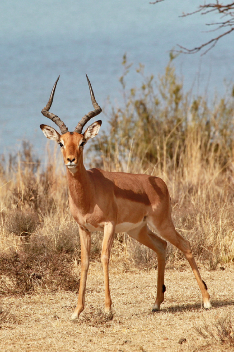 Impala Männchen