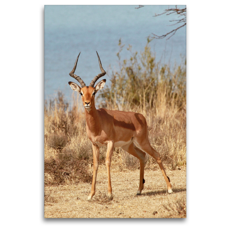 Impala Männchen