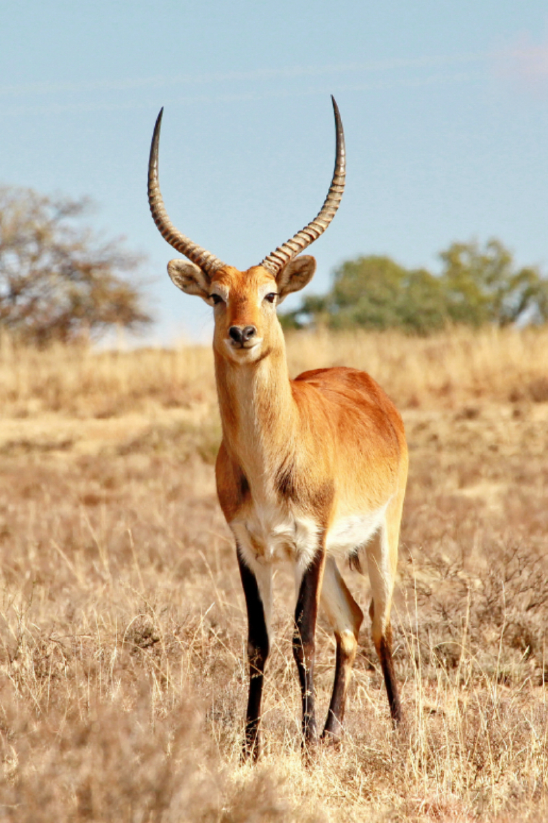 Rote Sumpfantilope (Lechwe) Männchen