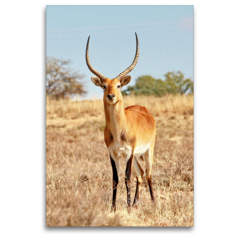 Rote Sumpfantilope (Lechwe) Männchen