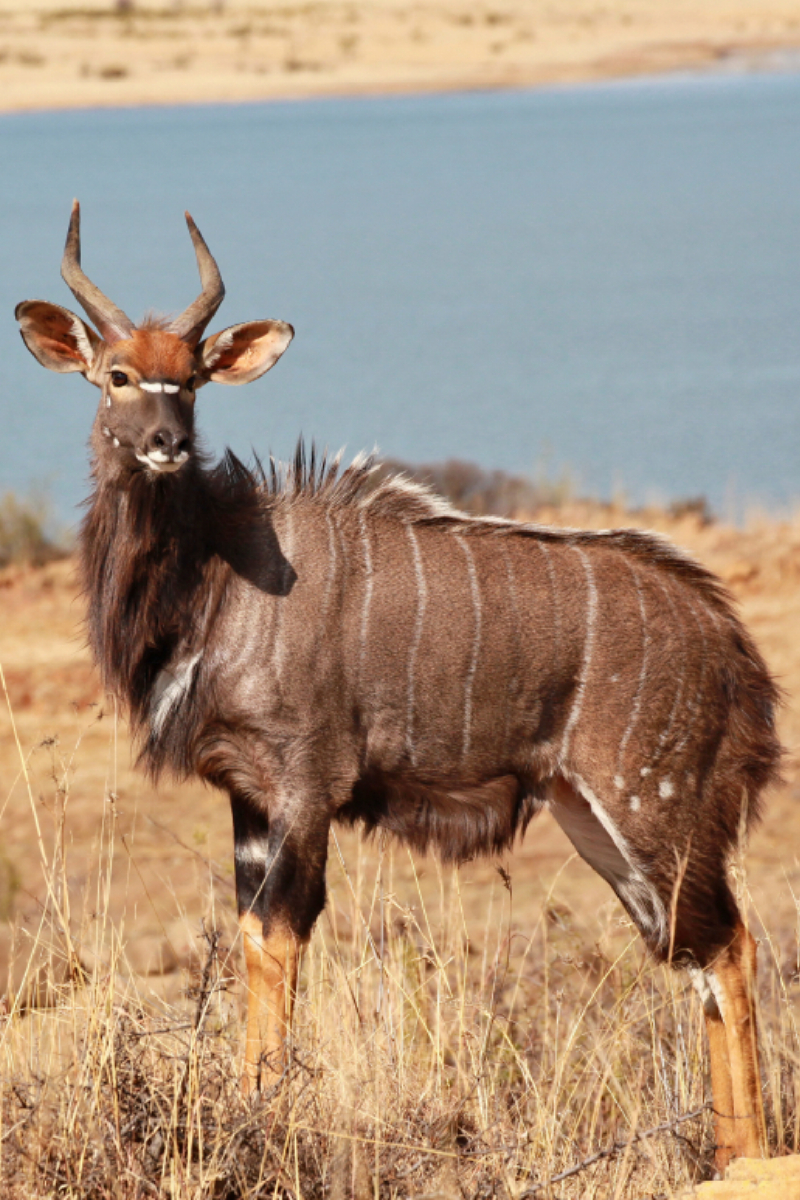 Junges Nyala Männchen