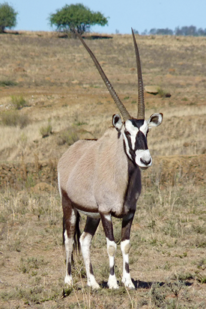 Gemsbock (Oryx) Männchen