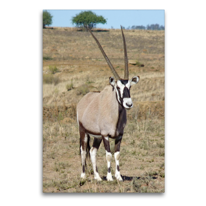 Gemsbock (Oryx) Männchen