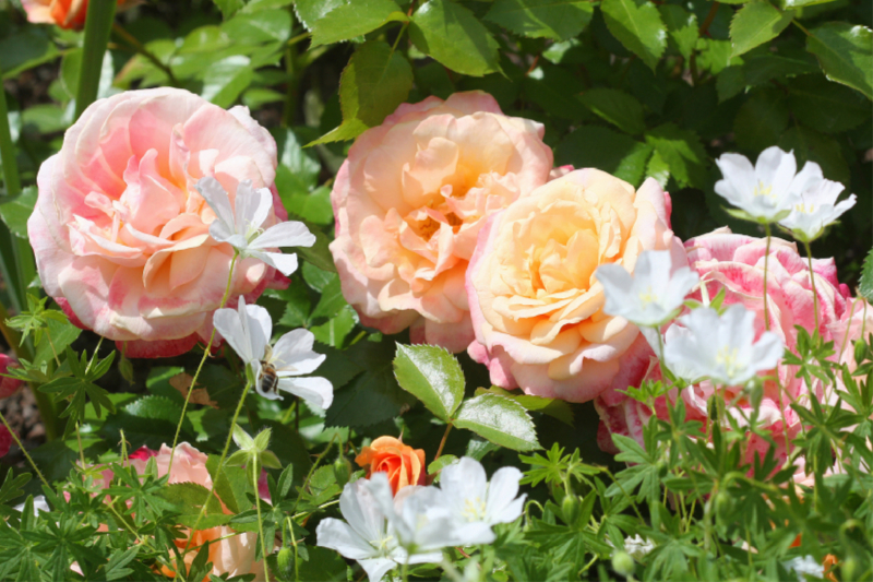 Pastellfarbene Rosen