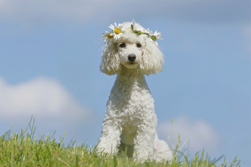 Ein Motiv aus dem Kalender WIR SIND SCHON MAL DRAUSSEN – Was Hunde wollen