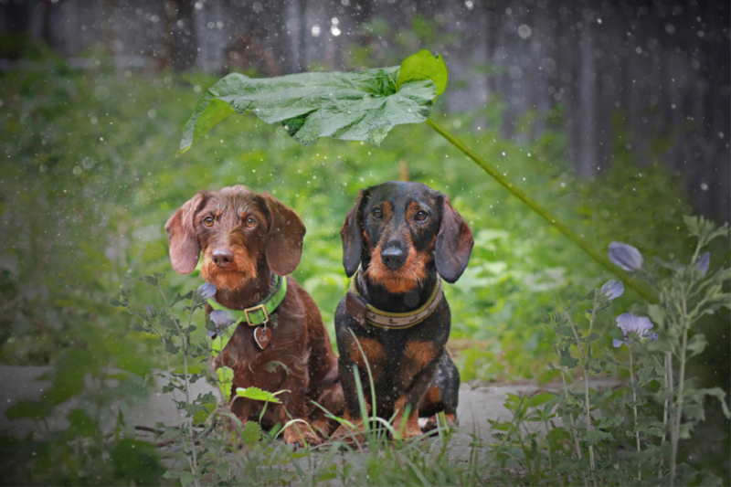 August Schnuffel vom Schwindauer Land, schwarz-rot mit Ida von Kleinhehlen, braun, Rauhaar