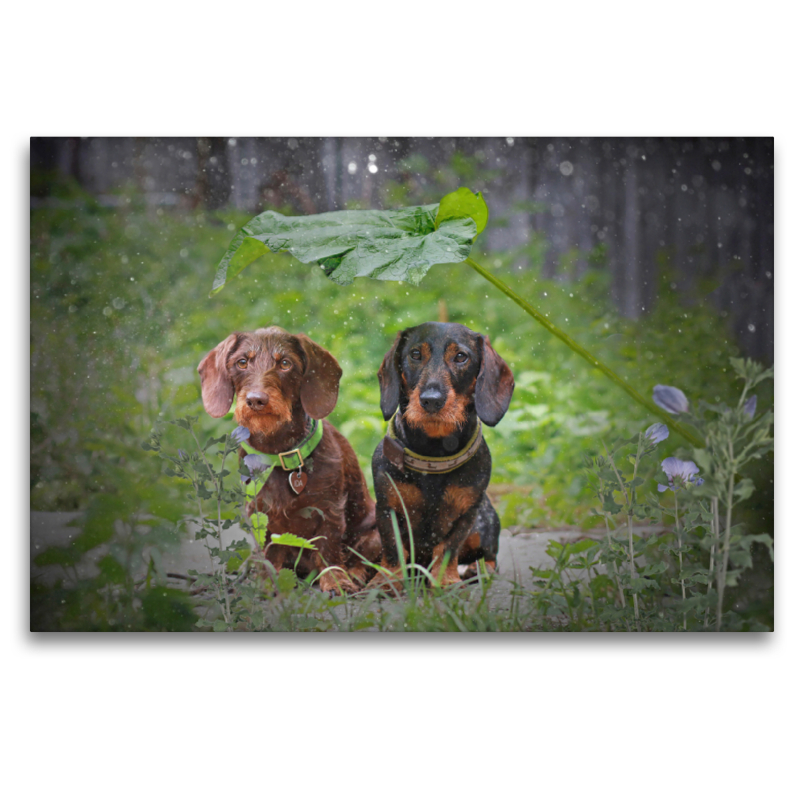 August Schnuffel vom Schwindauer Land, schwarz-rot mit Ida von Kleinhehlen, braun, Rauhaar