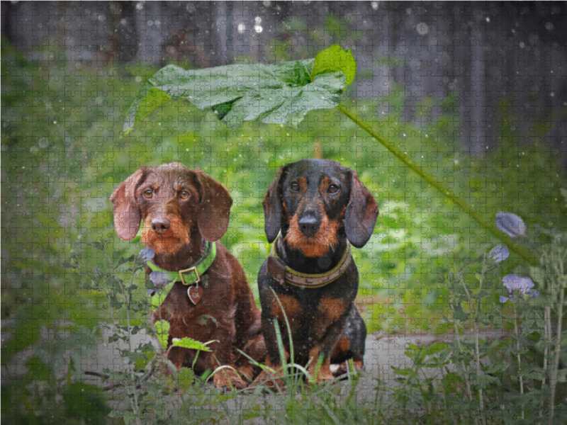 August Schnuffel vom Schwindauer Land, schwarz-rot mit Ida von Kleinhehlen, braun, Rauhaar