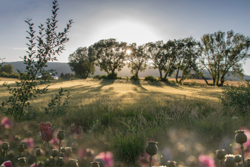 Abendstimmung am Kornfeld