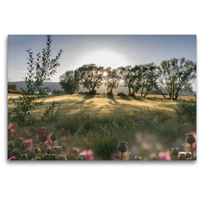 Abendstimmung am Kornfeld