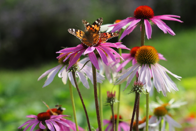 Purpursonnenhut, Echinacea