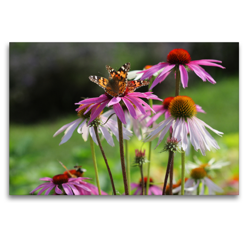 Purpursonnenhut, Echinacea