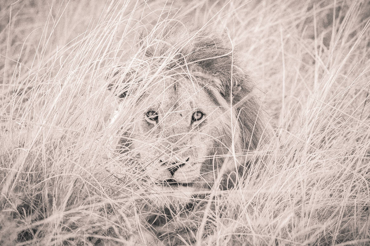 Ein Motiv aus dem Kalender Löwen in der Maasai Mara von Kenia