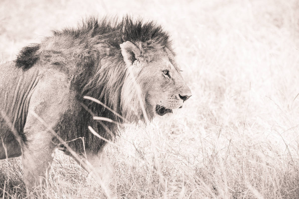 Ein Motiv aus dem Kalender Löwen in der Maasai Mara von Kenia