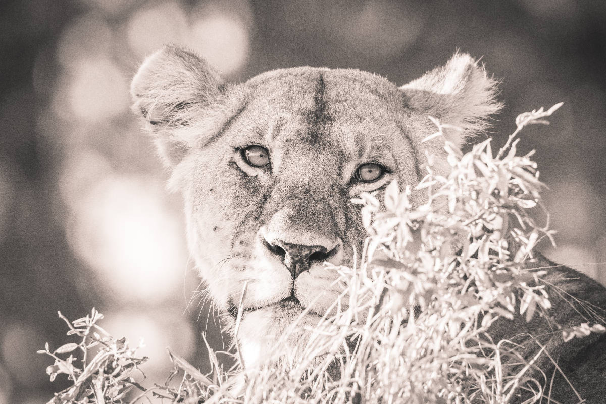 Ein Motiv aus dem Kalender Löwen in der Maasai Mara von Kenia