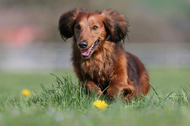 Rennen und toben können