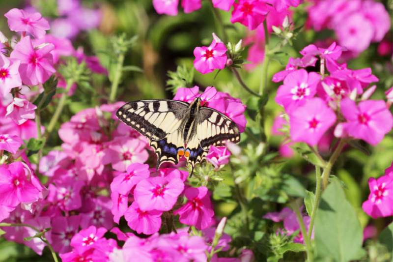 Phlox