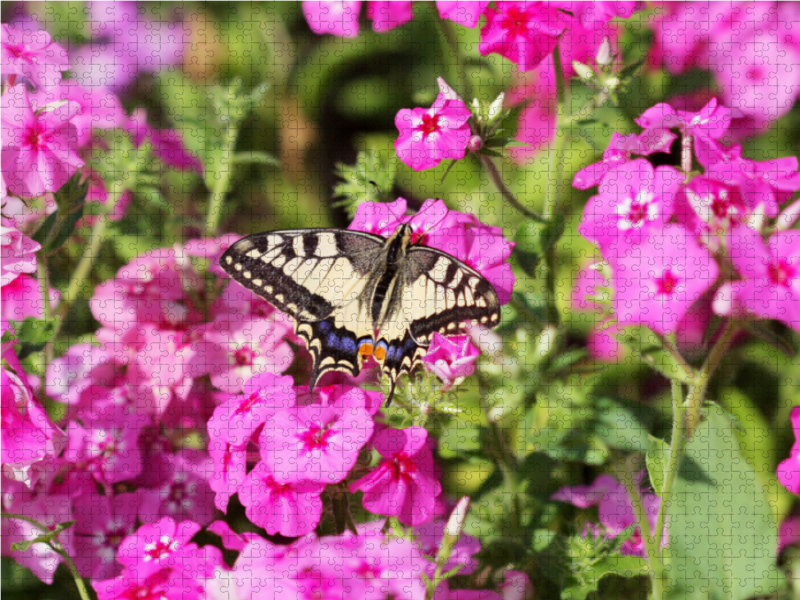 Phlox