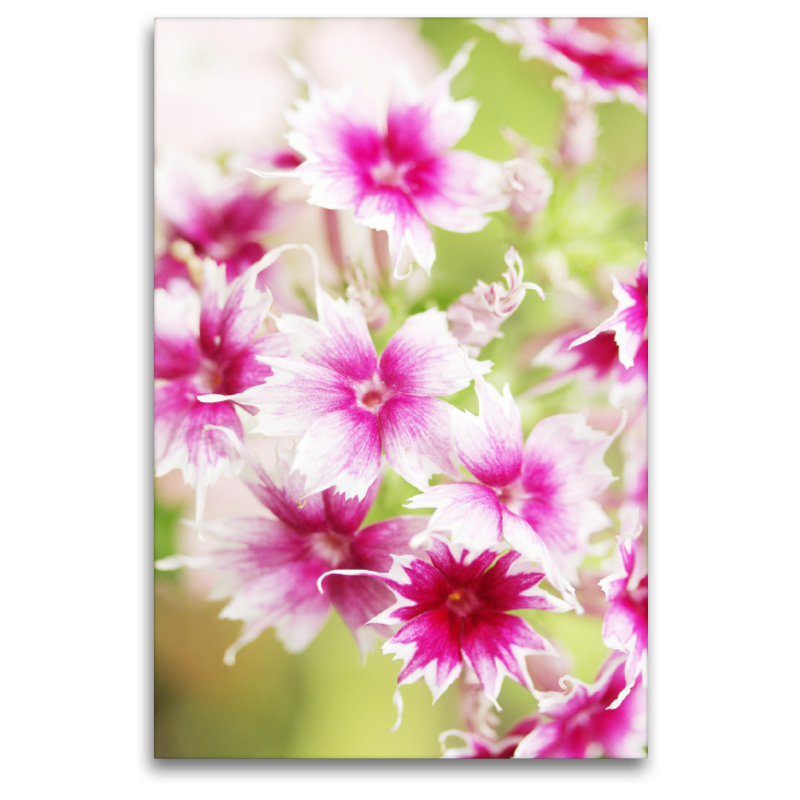 Phlox