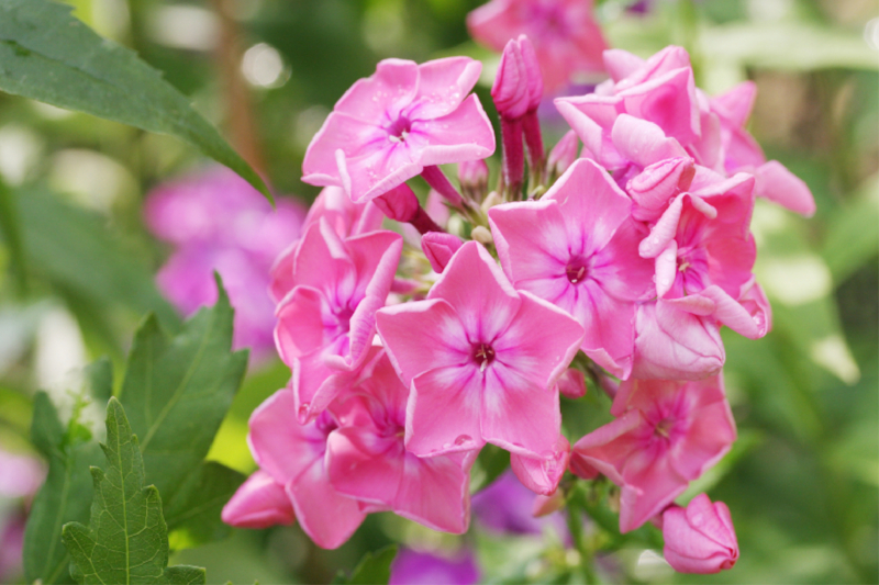 Phlox