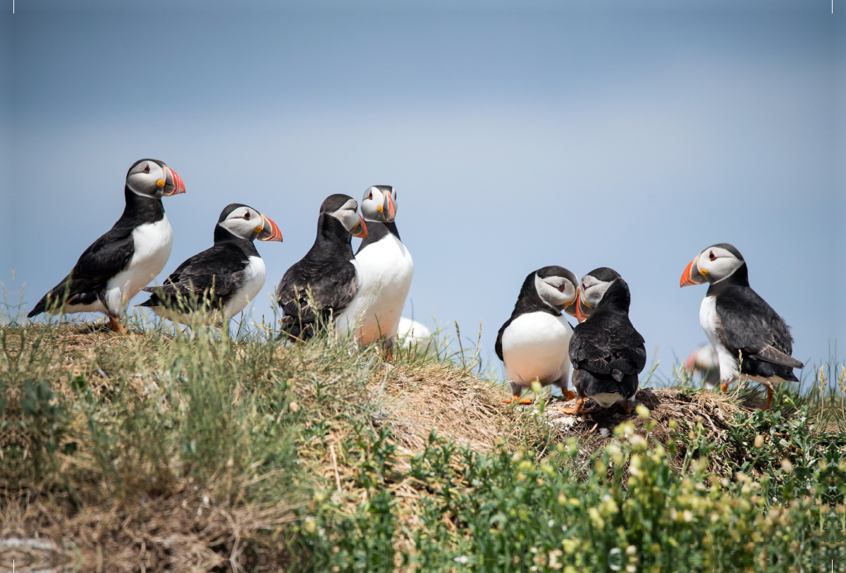 Farne Islands