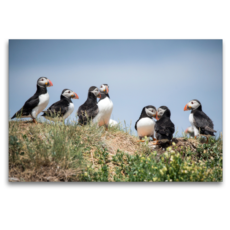 Farne Islands