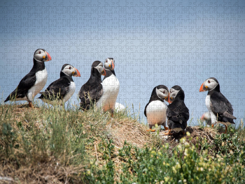 Farne Islands