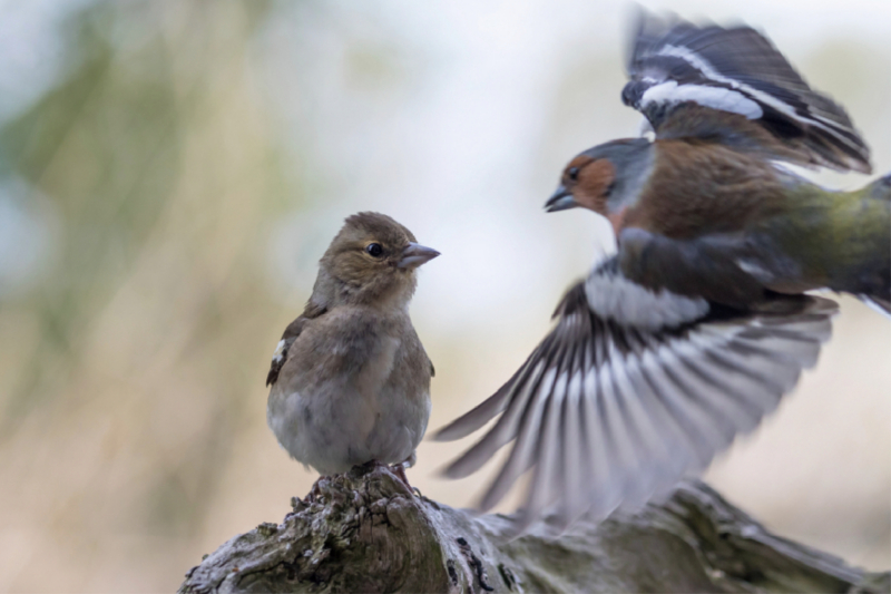 Buchfinken bei der Fütterung