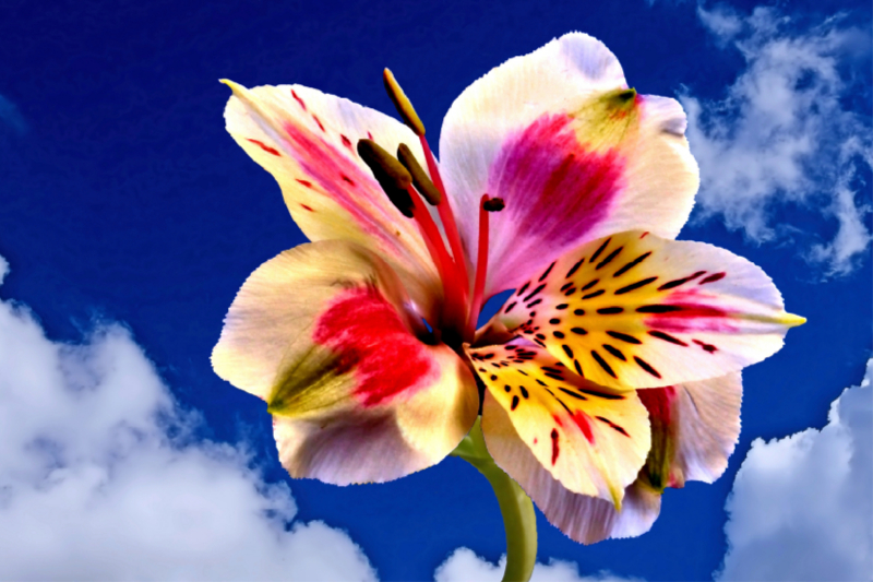 Bunte Inkalilie, Alstroemeria aus Südamerika