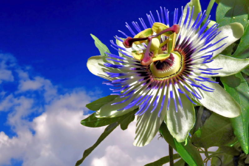 Pasionsblume Passiflora aus Südamerika