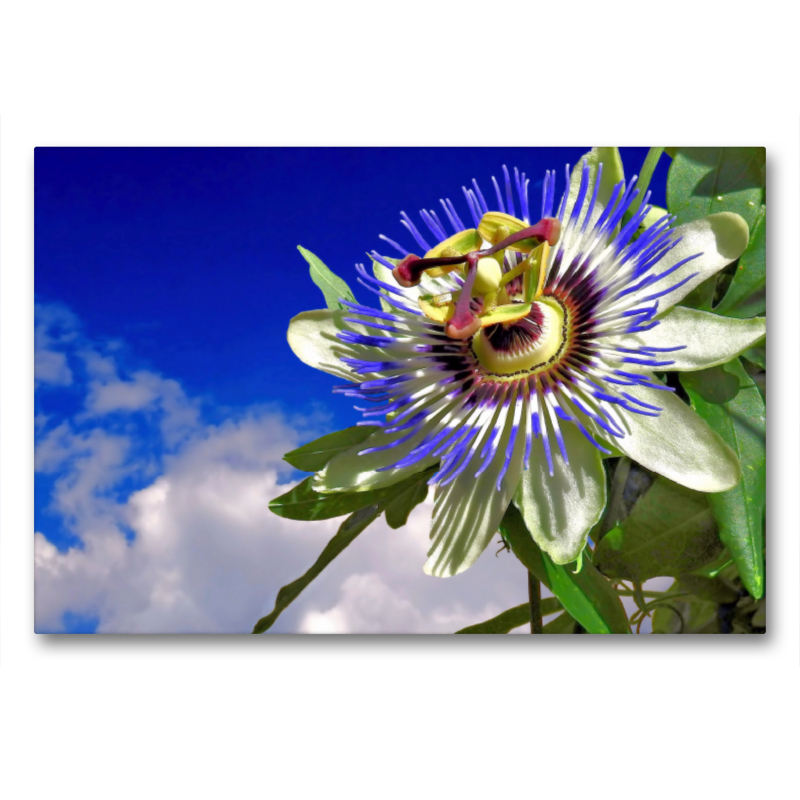 Pasionsblume Passiflora aus Südamerika