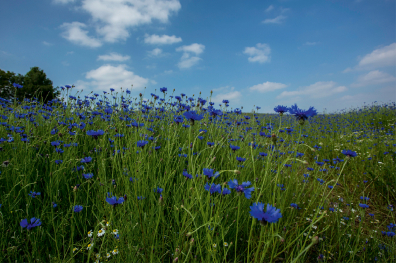 Cornflowers Faszination in Blau