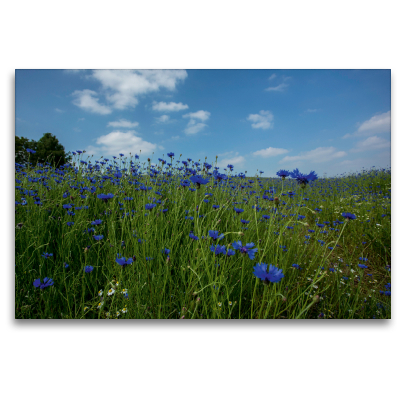 Cornflowers Faszination in Blau