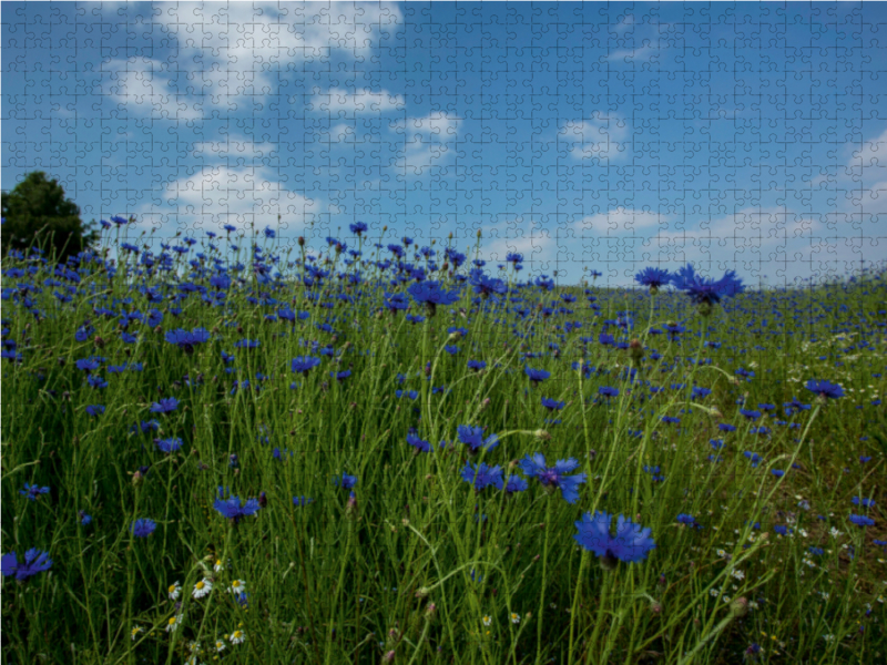 Cornflowers Faszination in Blau