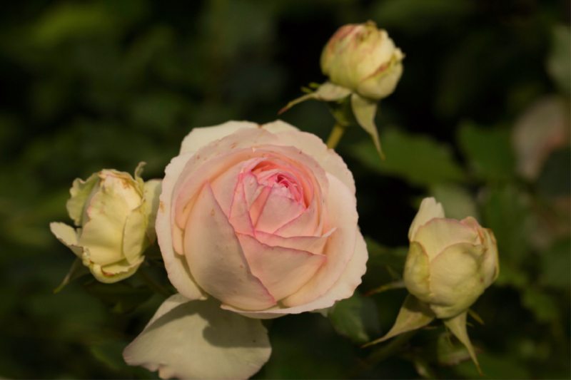 Zauberhafte Rosen