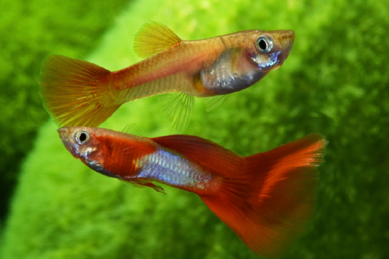 Poecilia - Guppy Blue-Red