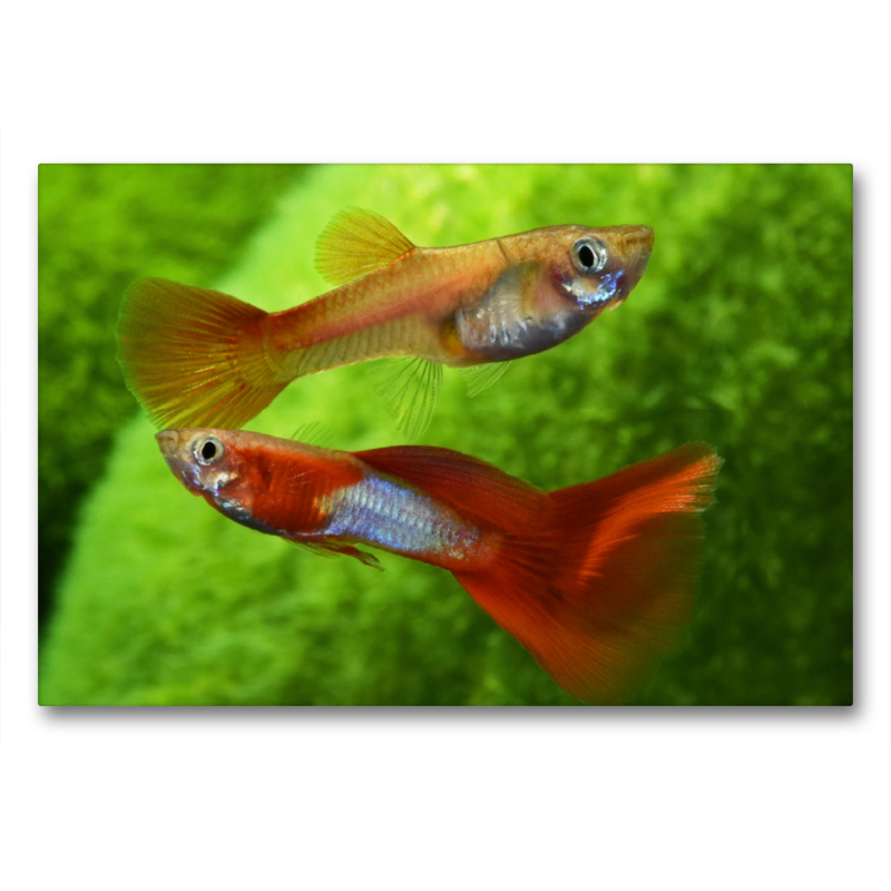 Poecilia - Guppy Blue-Red