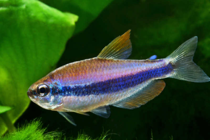 Inpaichthys kerri - Königssalmler