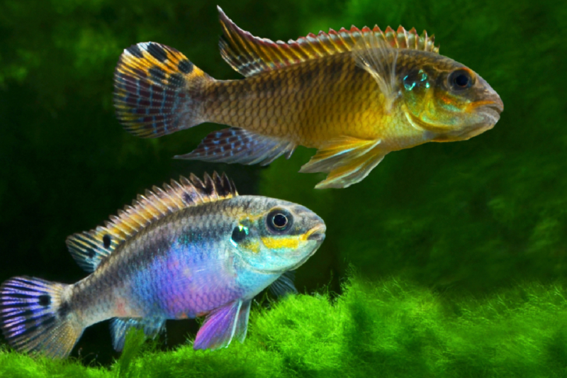 Pelvicachromis taeniatus