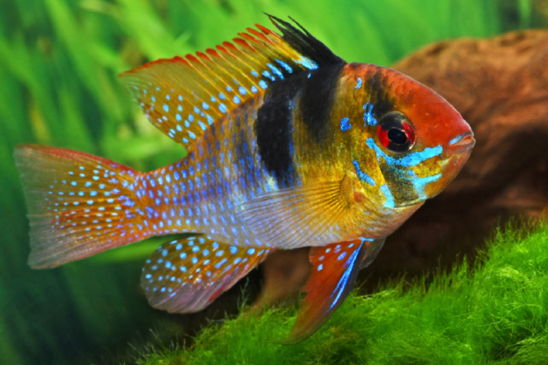 Mikrogeophagus ramirezi - Schmetterlingsbuntbarsch