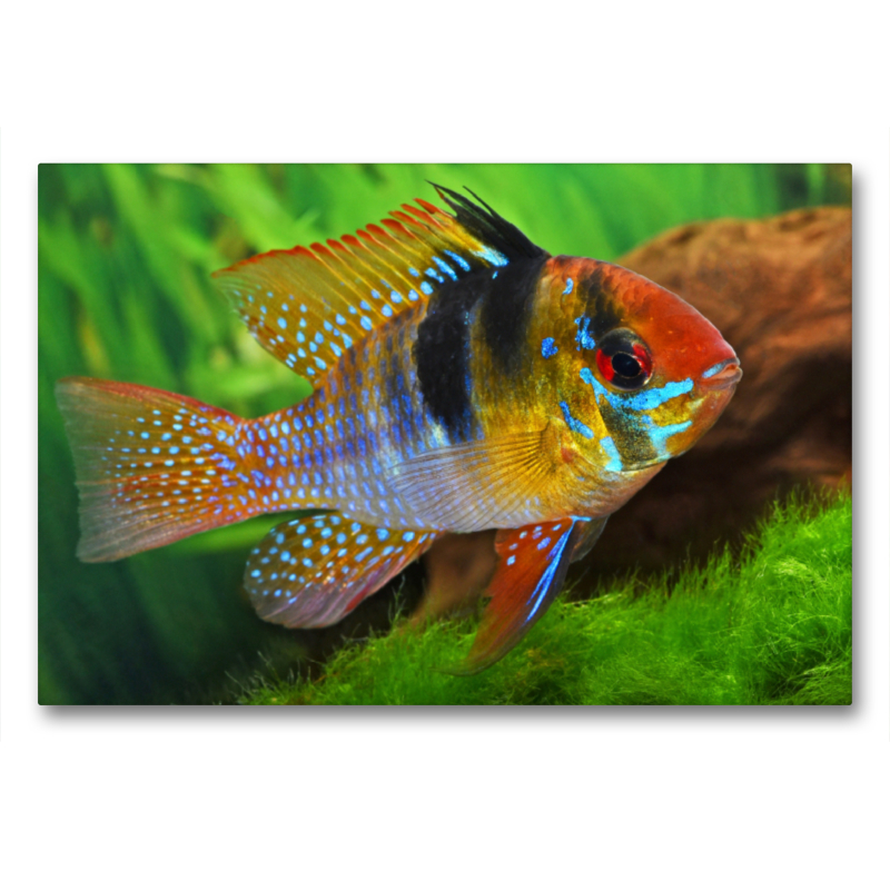 Mikrogeophagus ramirezi - Schmetterlingsbuntbarsch