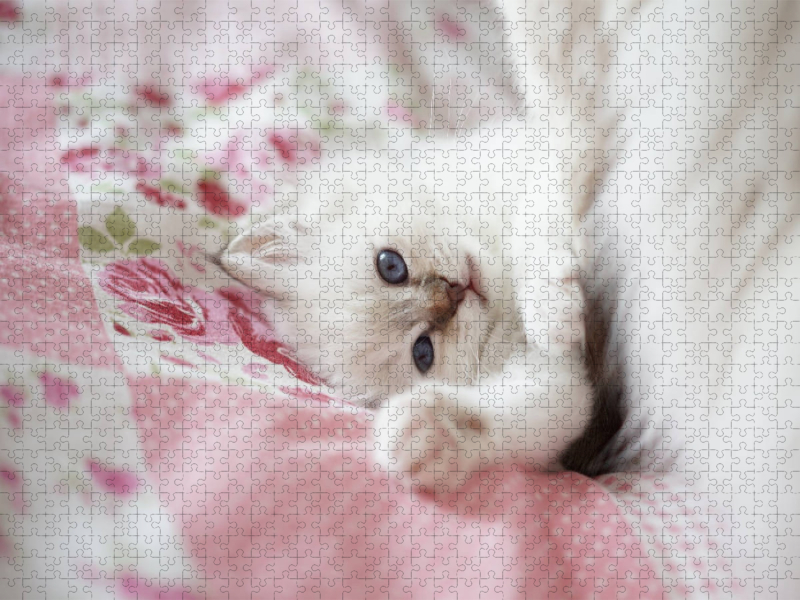 Heilige Birma Kitten, chocolate tabby point