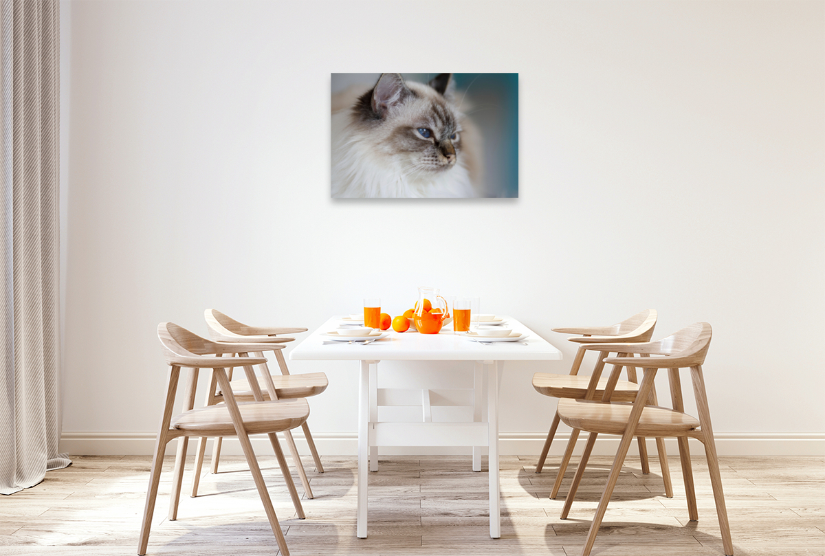 Heilige Birma Katze, seal tabby point