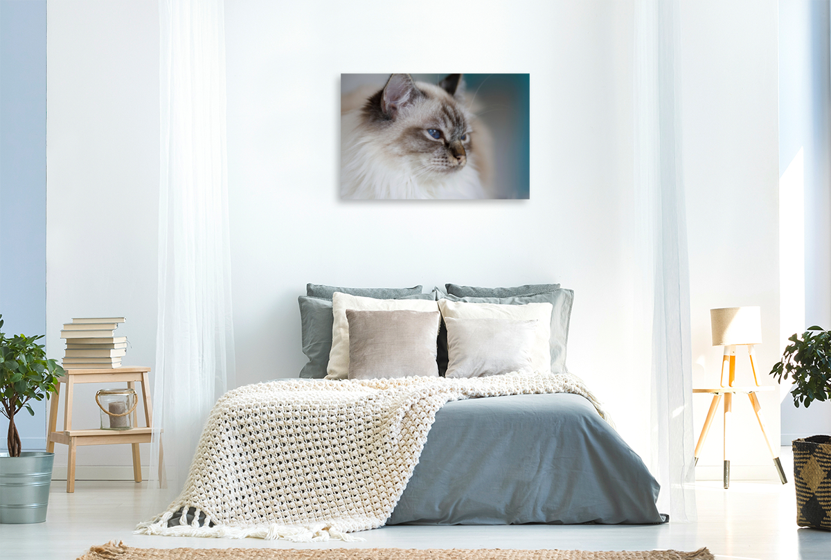 Heilige Birma Katze, seal tabby point