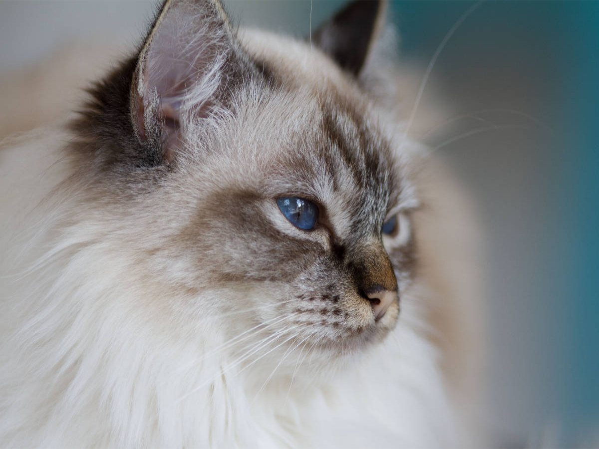 Heilige Birma Katze, seal tabby point
