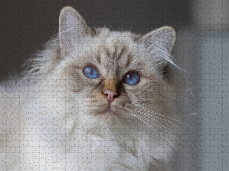 Ein Motiv aus dem Kalender Traumhafte Heilige Birma Katzen
